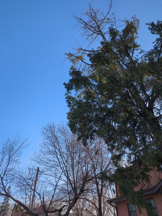 What survives the ice